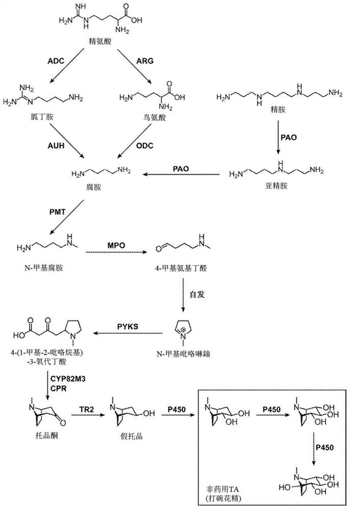 Tropane alkaloid (TA) producing non-plant host cells, and methods of making and using the same