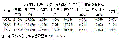 Chinese torreya cutting propagation method