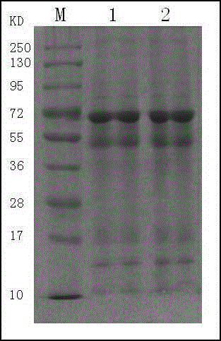 Human placenta extract, method for preparing the same and application