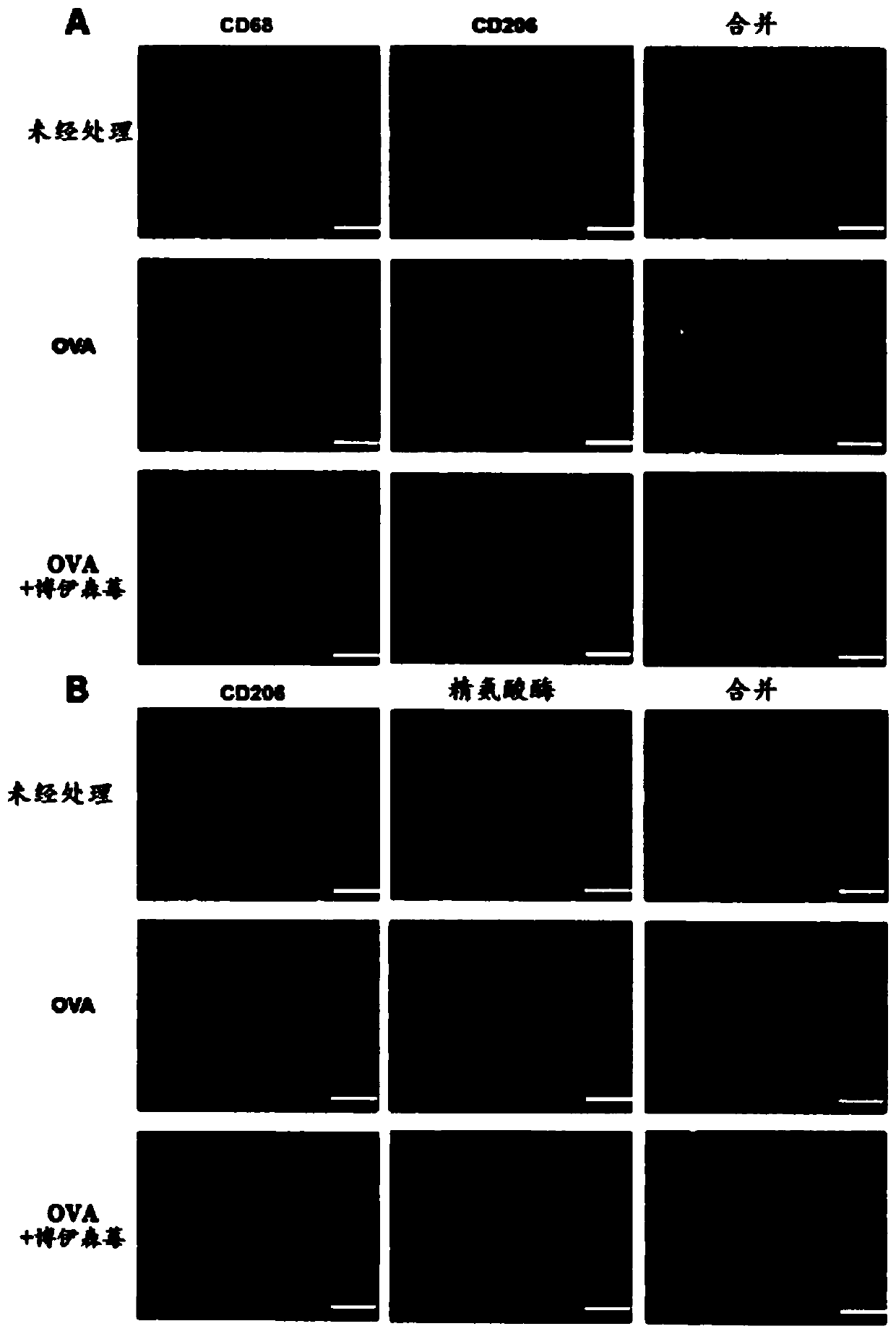 Boysenberry, apple, and blackcurrant compositions and methods of preparation and use therefor