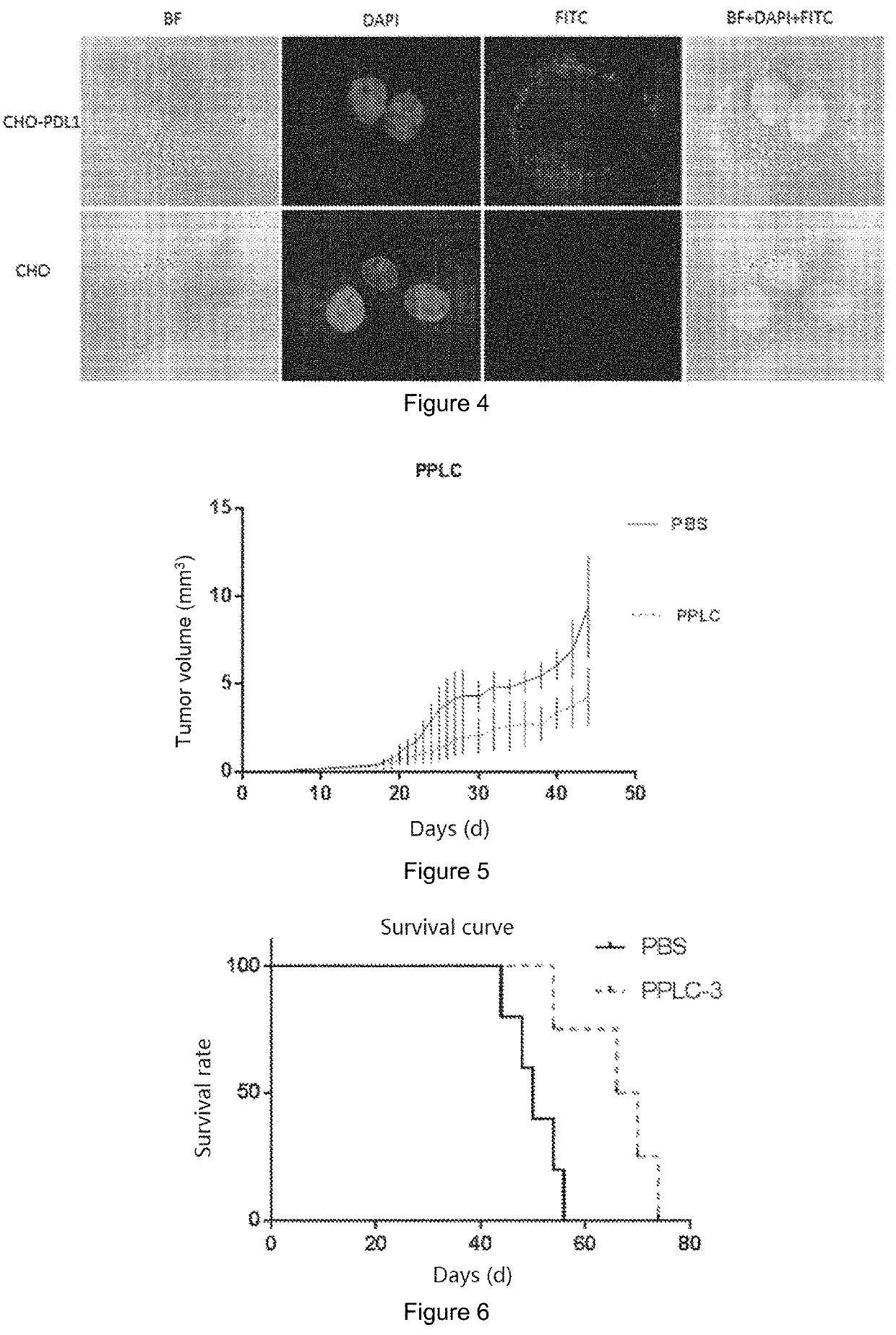 Peptide having high affinity for PD-L1 protein and use thereof
