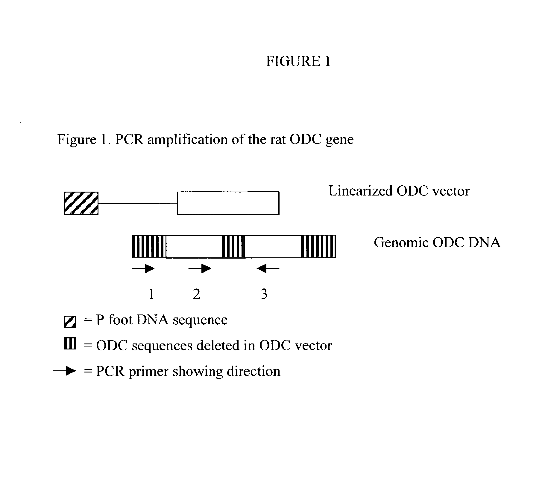 Methods and compositions for use in homologous recombination