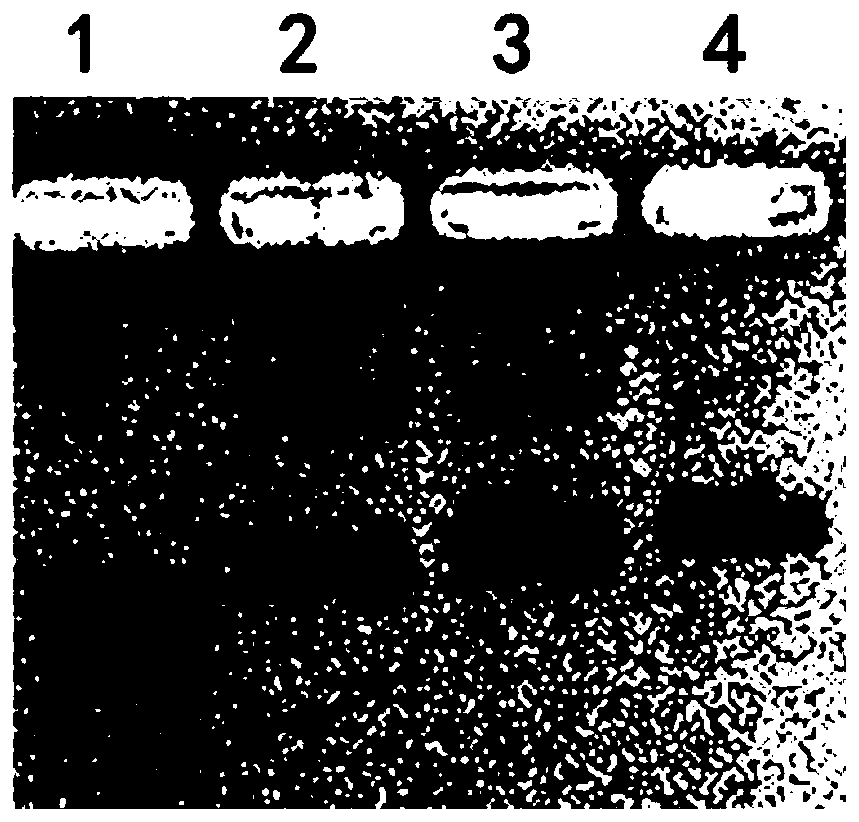 A kind of nucleic acid protein nanocomposite and its preparation method and application