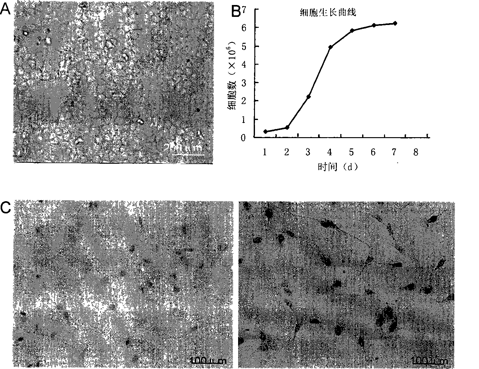 Isolation in vitro and amplification method for adult rat heart microvascular endothelial cell