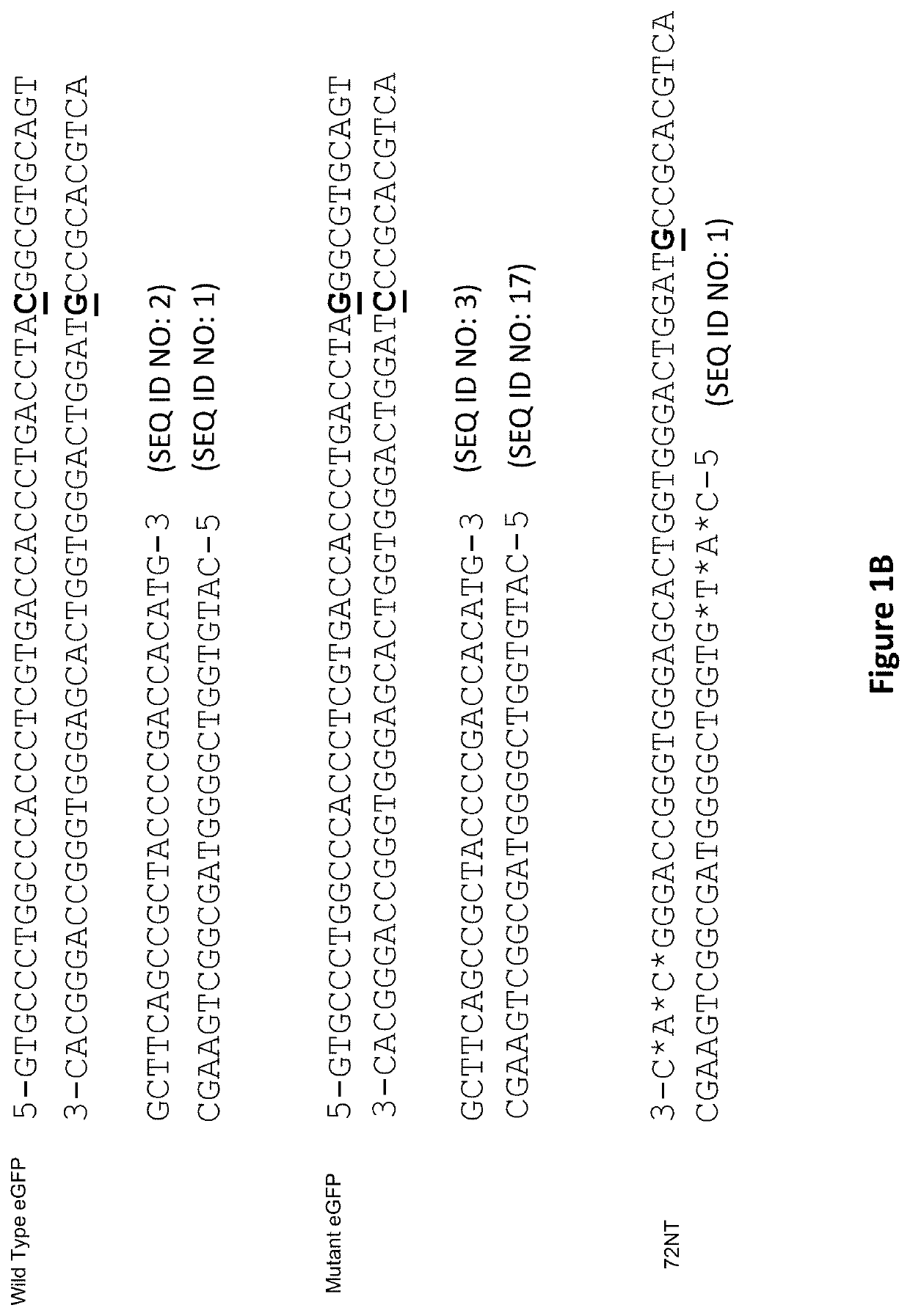 Compositions and methods for improving homogeneity of DNA generated using a CRISPR/Cas9 cleavage system
