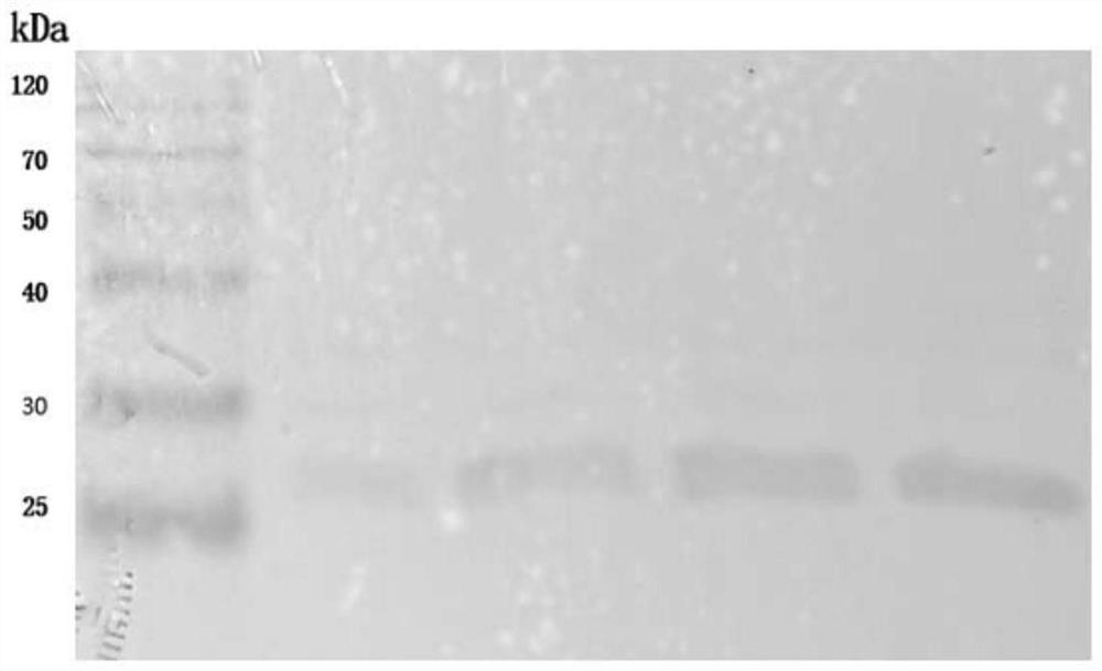 White spot syndrome virus gene VP28, recombinant protein, polyclonal antibody, preparation method and application