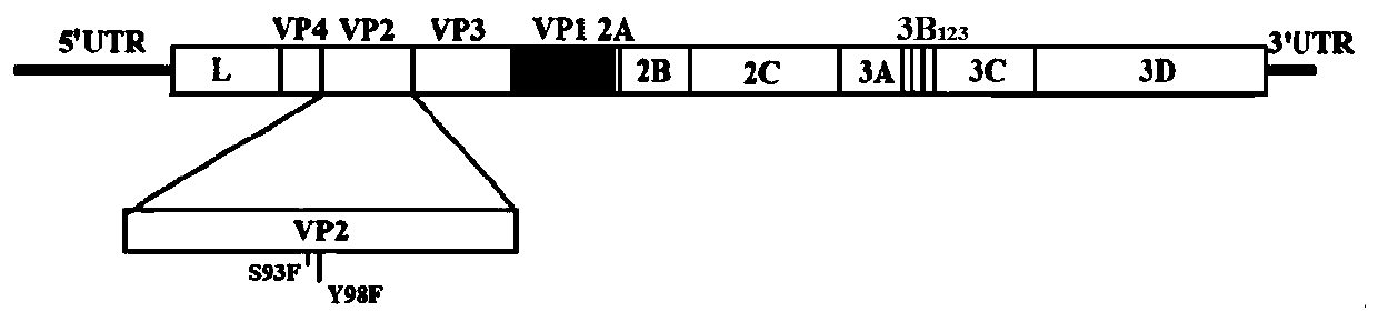 Thermal-stability foot-and-mouth disease O type recombinant virus as well as preparation method and application thereof
