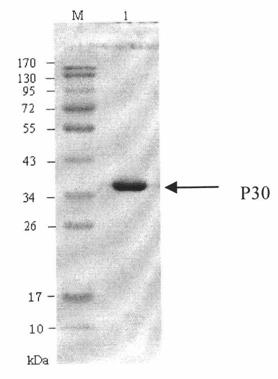 Hybridoma cell line of monoclonal antibody against African swine fever virus and secreted monoclonal antibody thereof