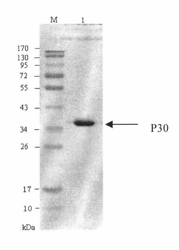 Hybridoma cell line of monoclonal antibody against African swine fever virus and secreted monoclonal antibody thereof