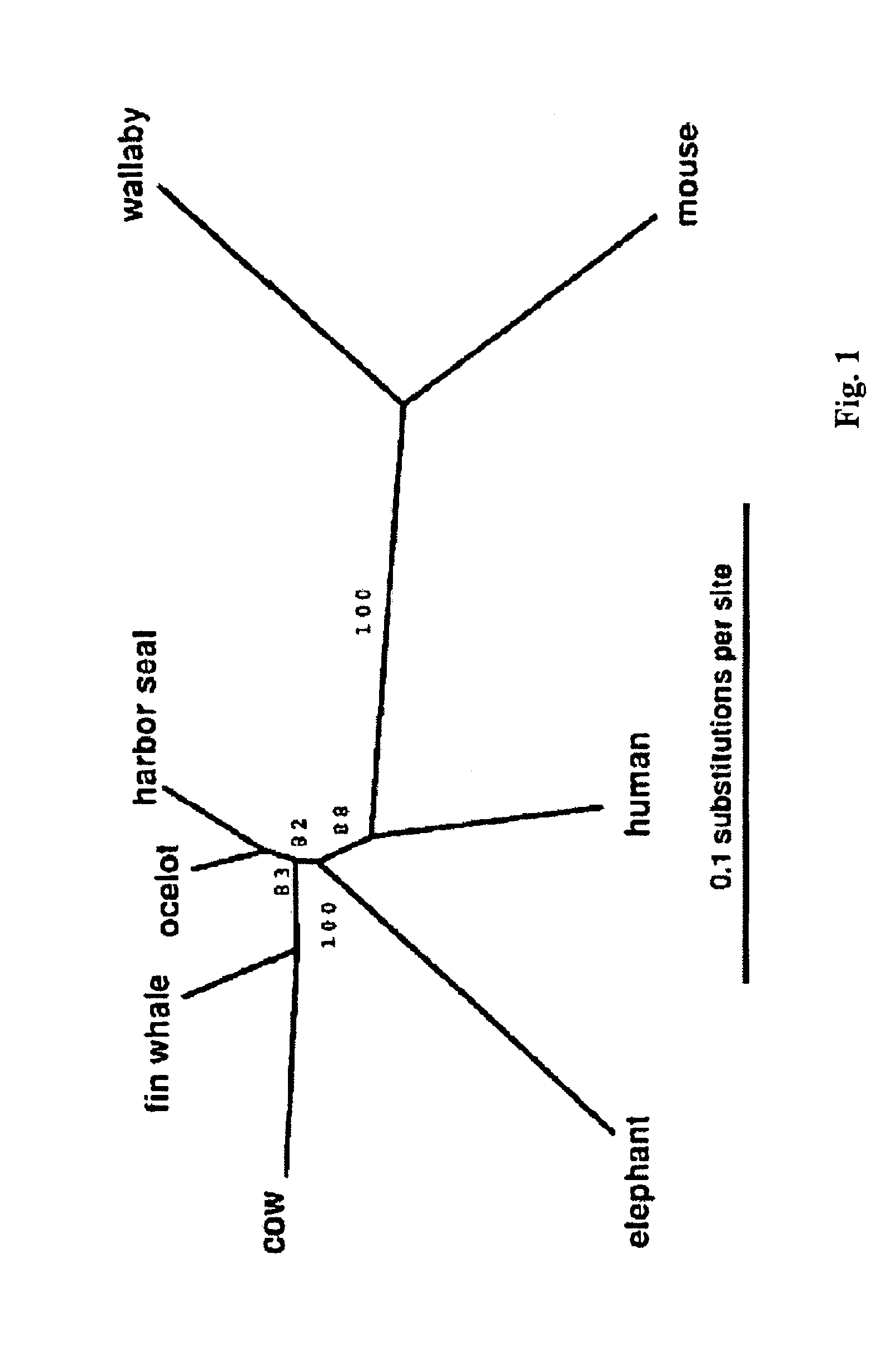 Efficient cis-element discovery method using multiple sequence comparisons based on evolutionary relationships