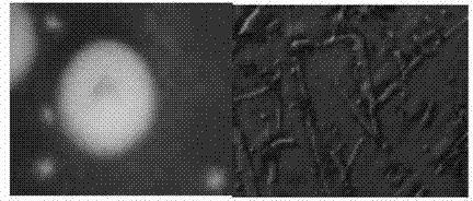 Bacterial strain of high-yielding acidic glycoside hydrolases