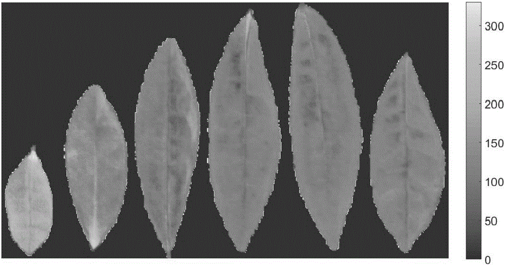 Method for identifying young leaves of tea plants based on EGCG (Epigallocatechin Gallate) concentration difference