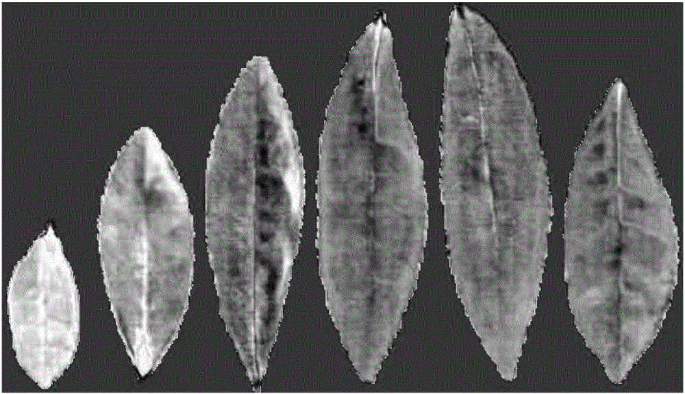 Method for identifying young leaves of tea plants based on EGCG (Epigallocatechin Gallate) concentration difference