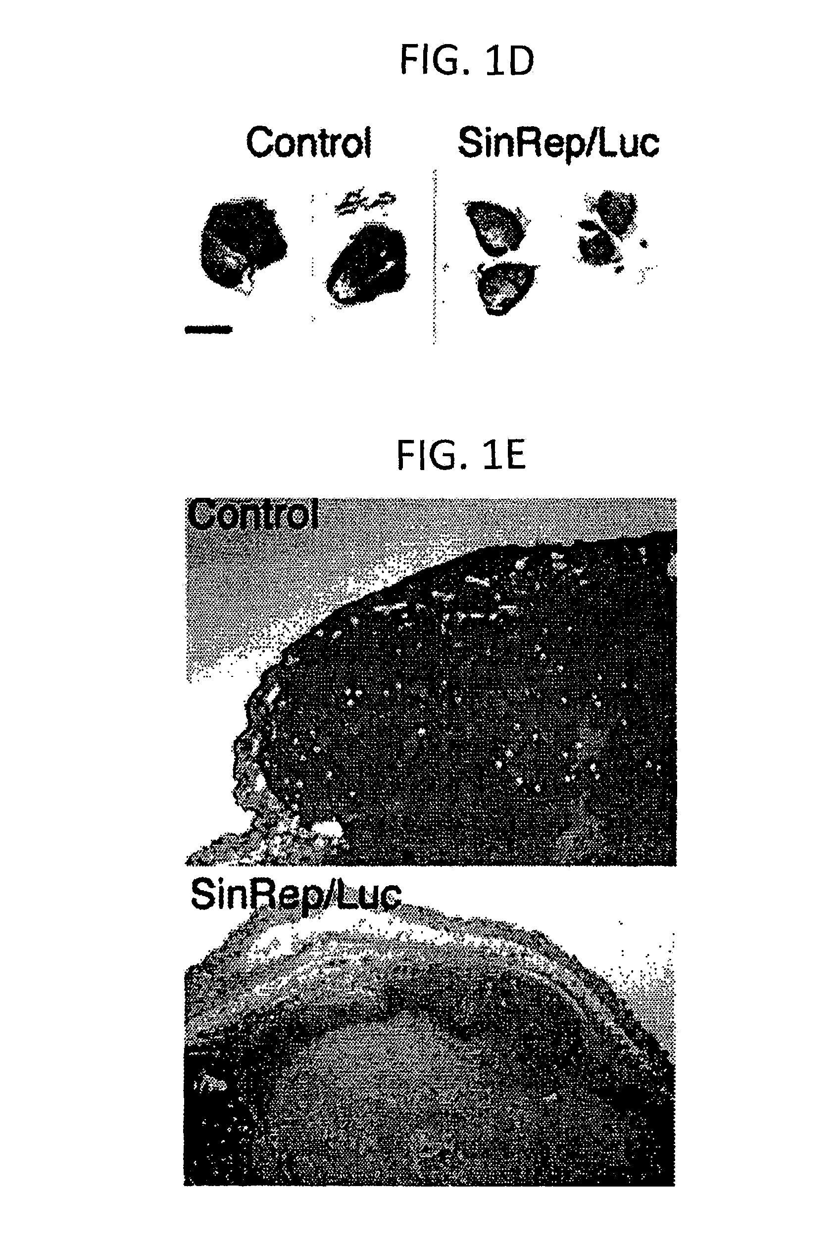 Method for detecting cancer cells and monitoring cancer therapy