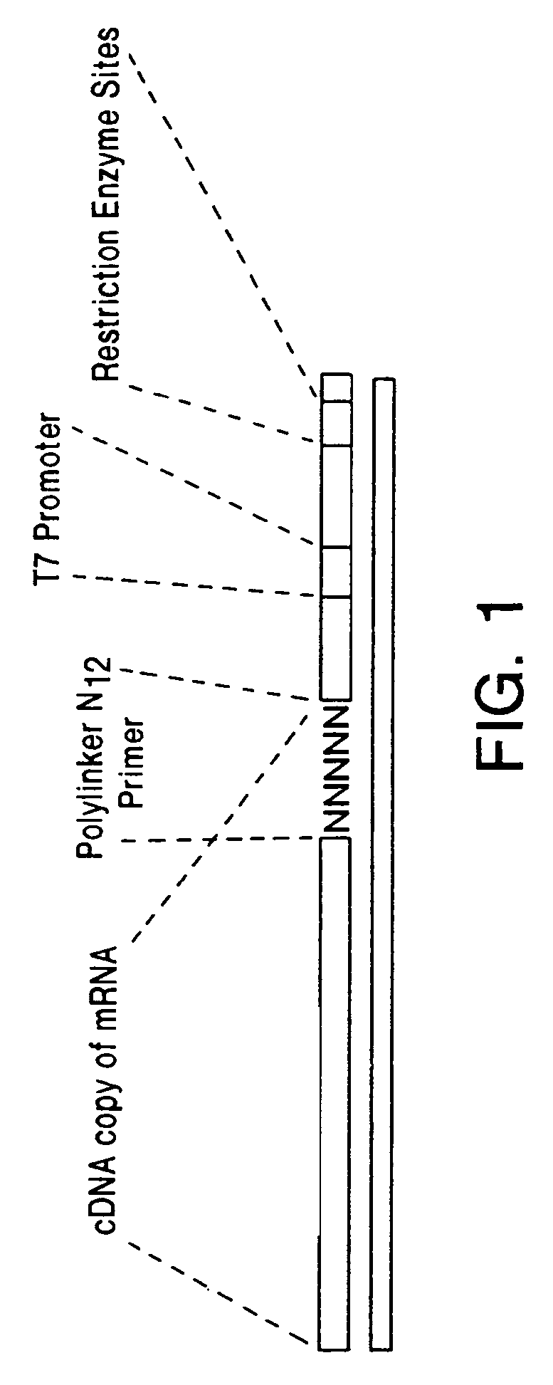 Methods and kits for identifying and quantifying RNAs and DNAs associated with RNA and DNA binding proteins
