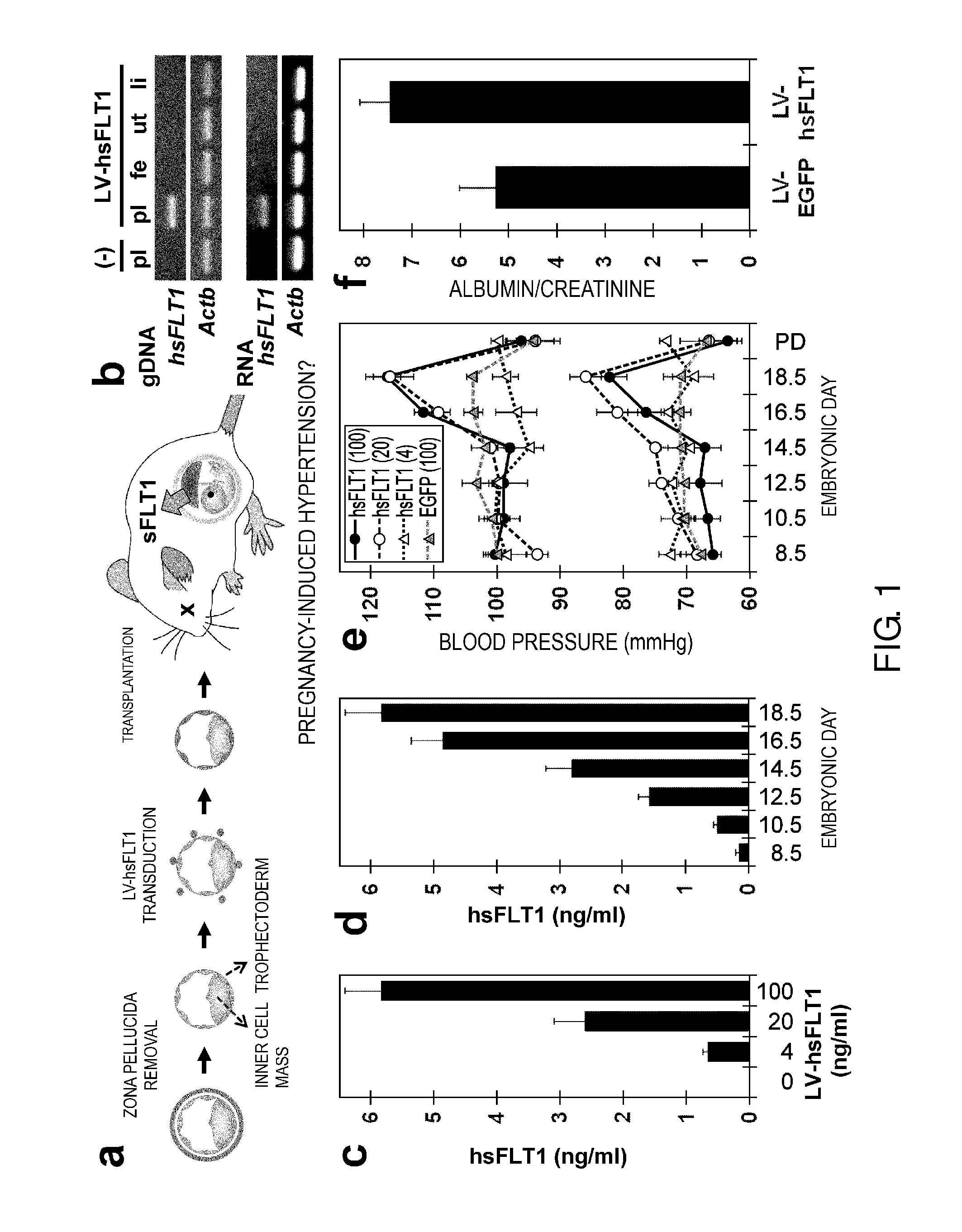 Model Animal for Pregnancy-induced Hypertension Syndrome, and Treatment Method Therefor