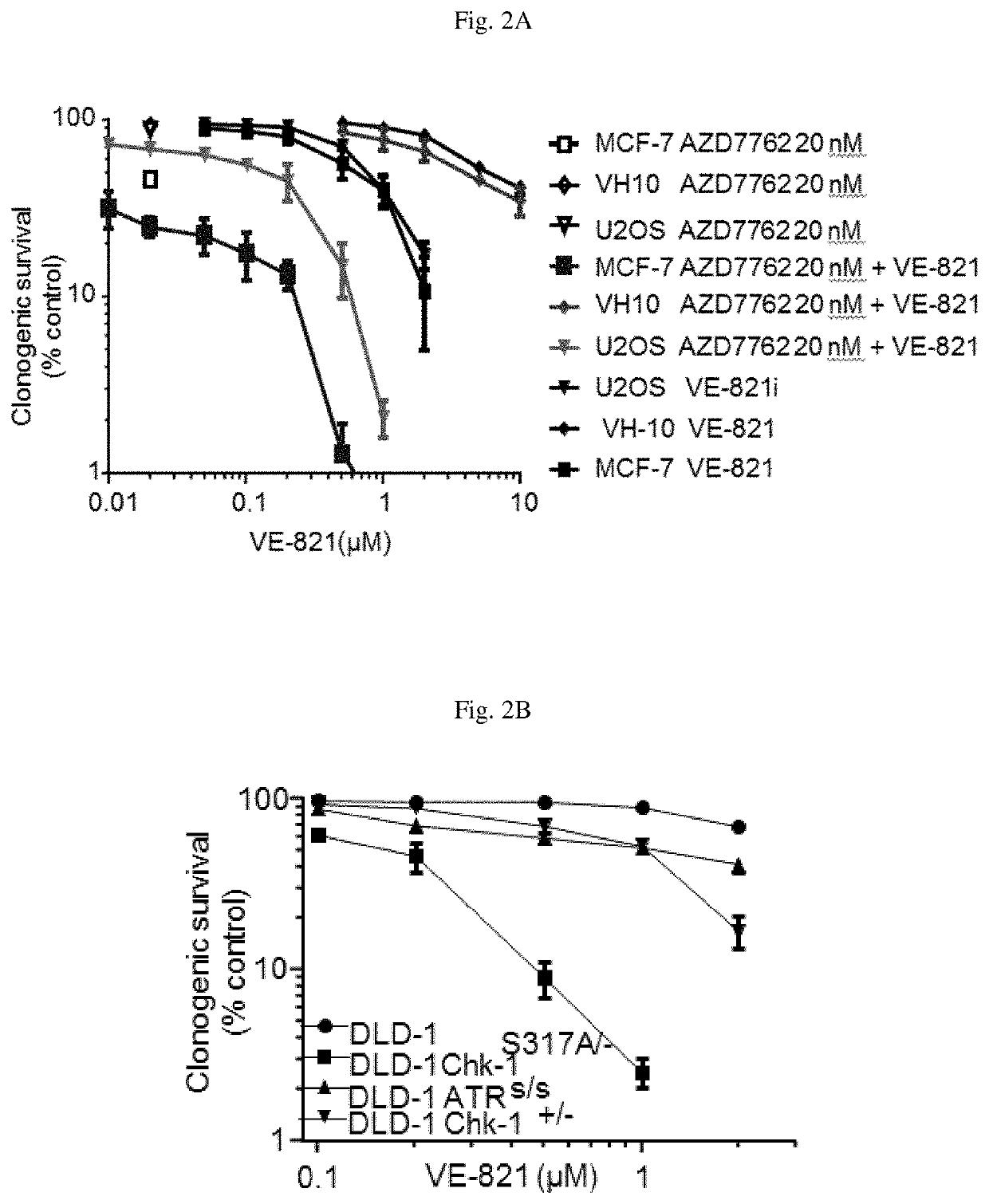 Method for treating cancer using a combination of Chk1 and ATR inhibitors