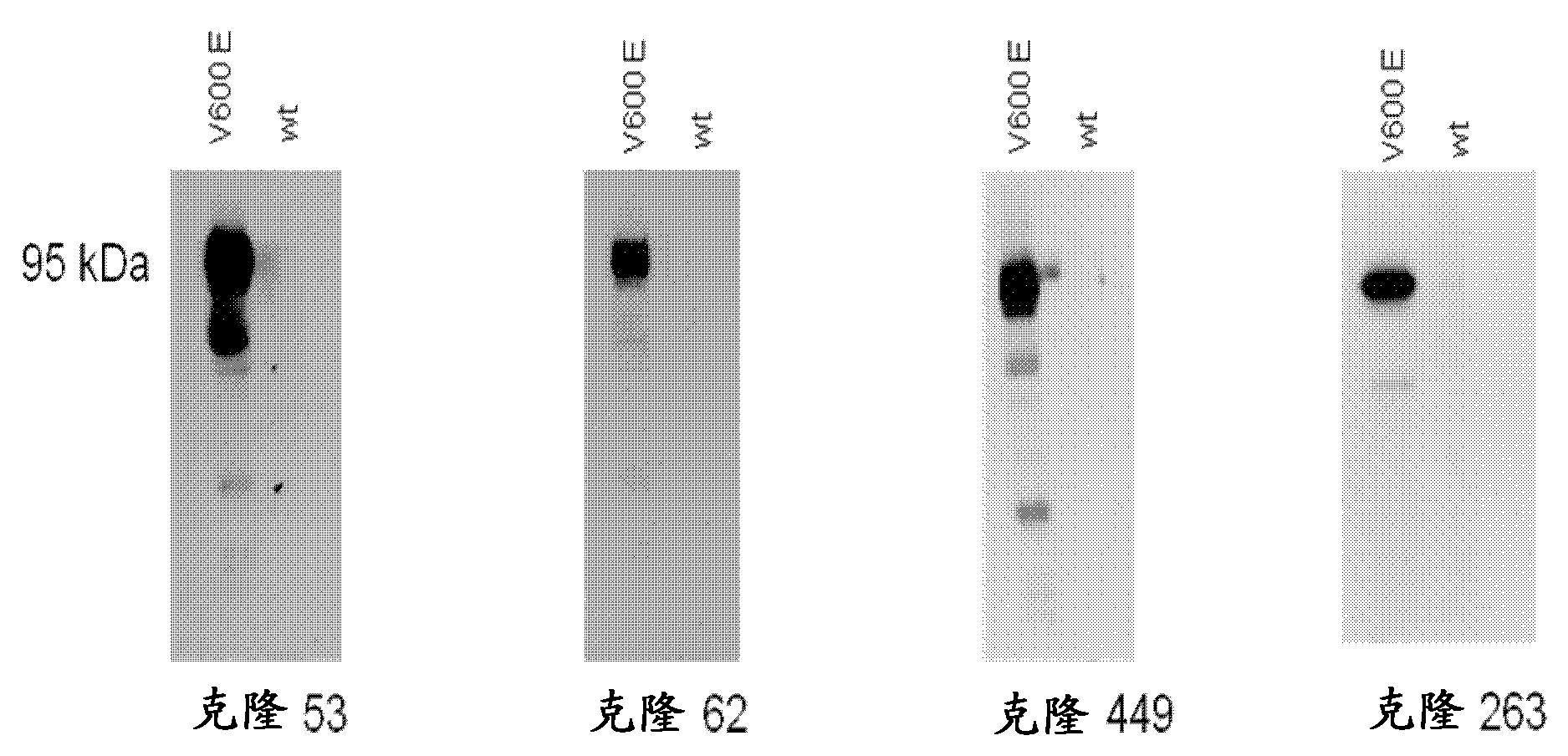 Means and methods for diagnosing cancer using an antibody which specifically binds to BRAF V600E