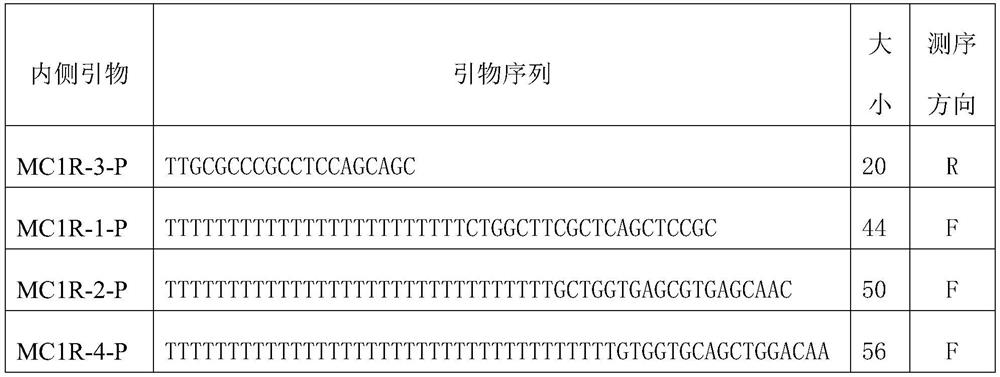 Breeding pig offspring hair color prediction method based on haplotype MC1R*31 gene