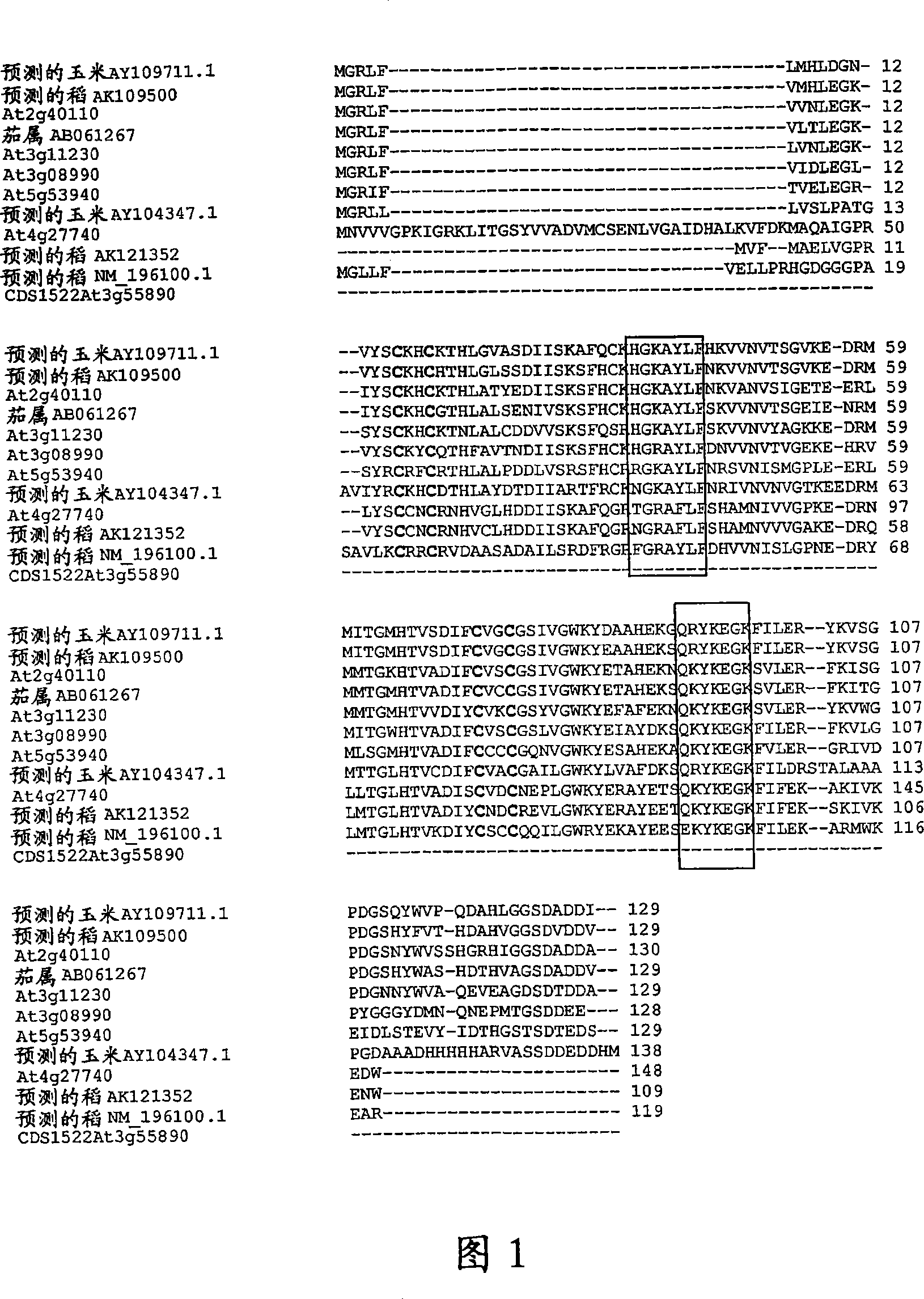 Plants having improved growth characteristics and method for making the same