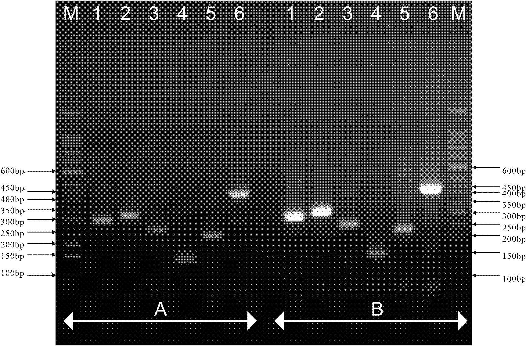 Method for identifying common warehousing liposcelis quickly based on multiple PCR technology