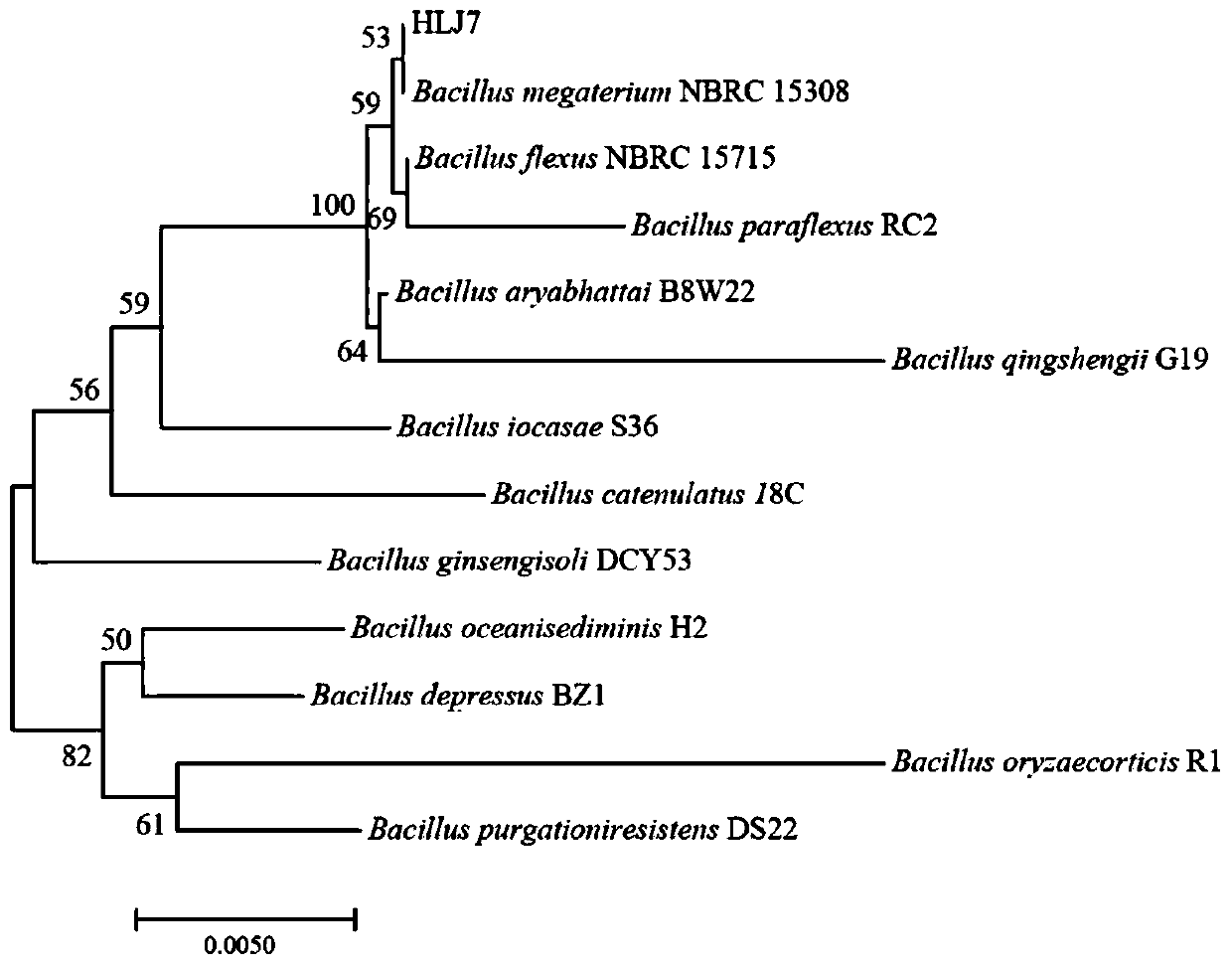 Bacillus megaterium and application thereof in degrading pyrethroid insecticides