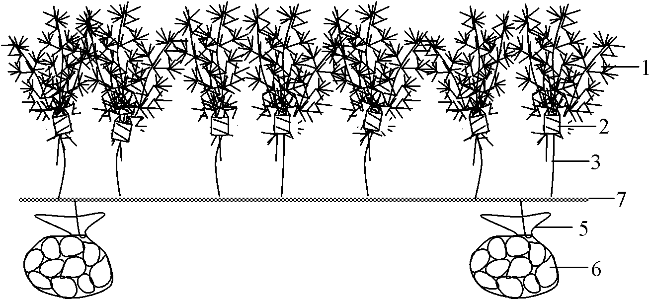 Rapid field planting method for hornwort