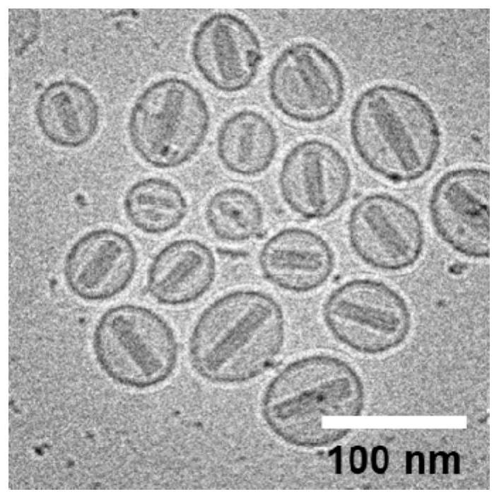 A kind of enzymatic cationic liposome and its application