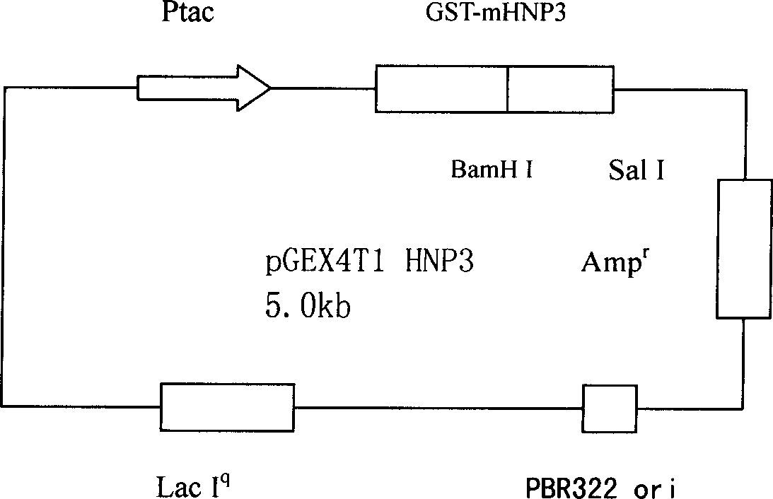 Method of producing three kinds of human alpha alexins by gene engineering bacteria mixed culture