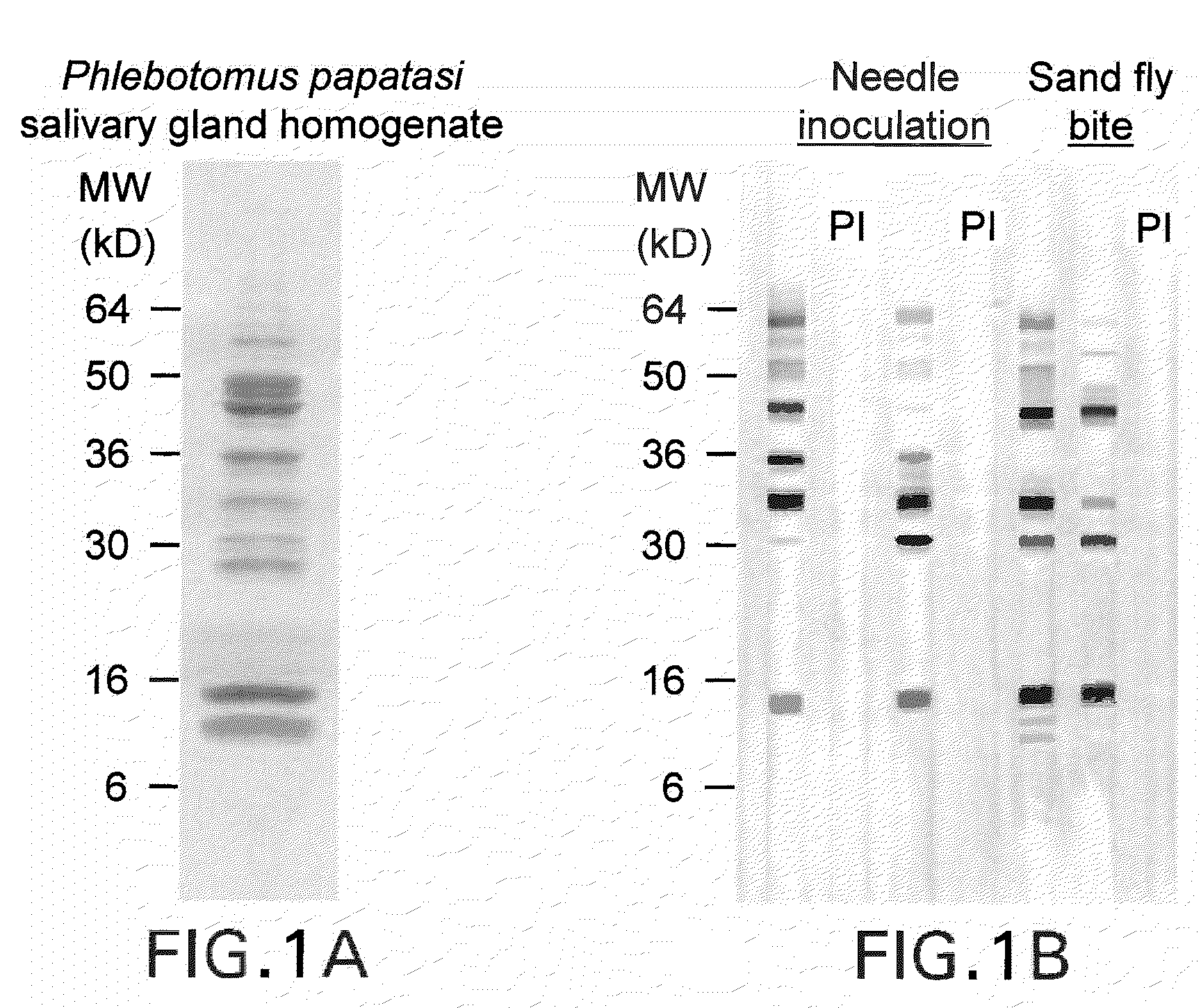 Anti-arthropod vector vaccines, methods of selecting and uses thereof