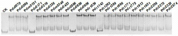 Deinococcus radiodurans transcription inhibition factor