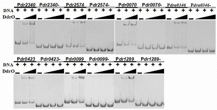 Deinococcus radiodurans transcription inhibition factor