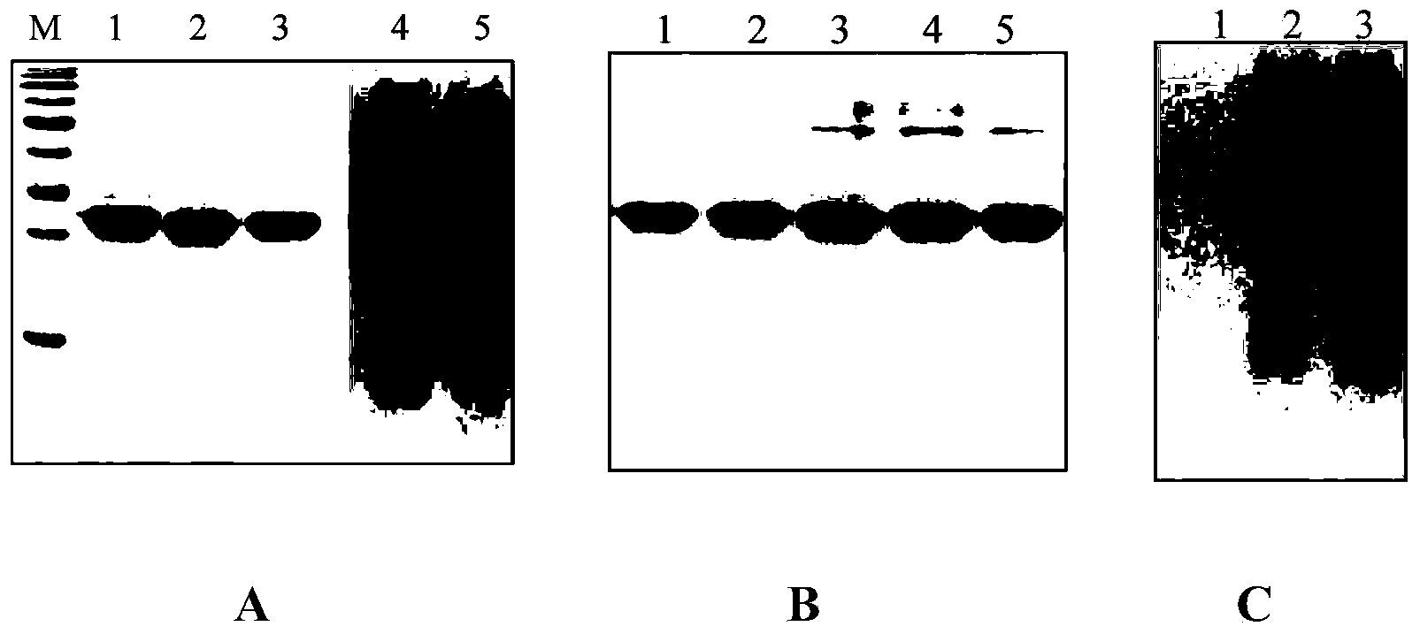 Method for dissolving inclusion body proteins
