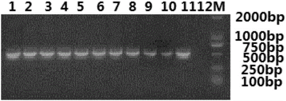 Siberian tiger alpha interferon and coding gene and application thereof