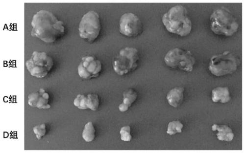 A kind of biflavonoid compound and its application