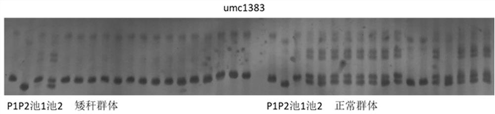 Molecular markers closely linked to dwarf genes and their applications