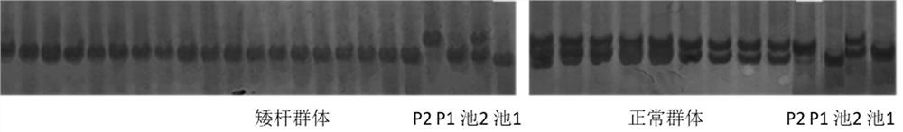 Molecular markers closely linked to dwarf genes and their applications