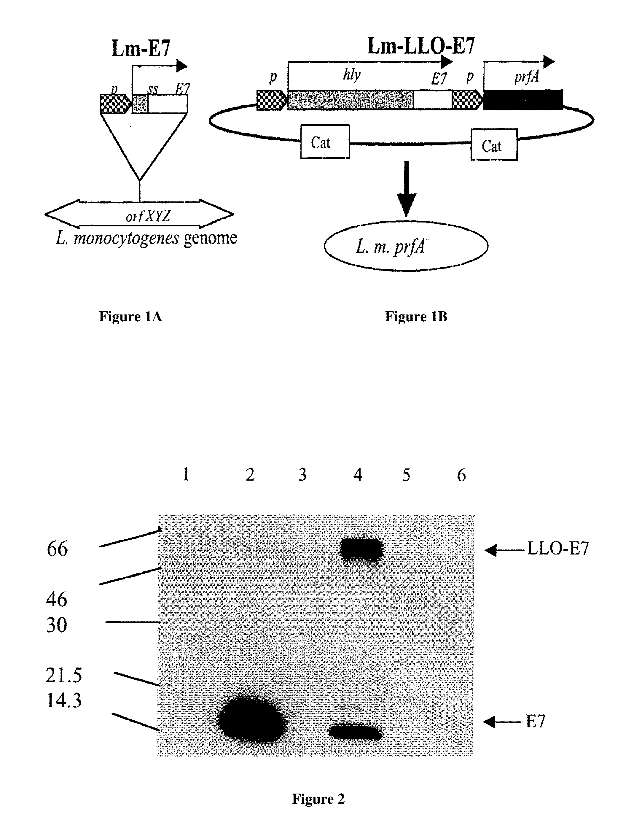 Recombinant listeria vaccine strains and methods of using the same in cancer immunotherapy