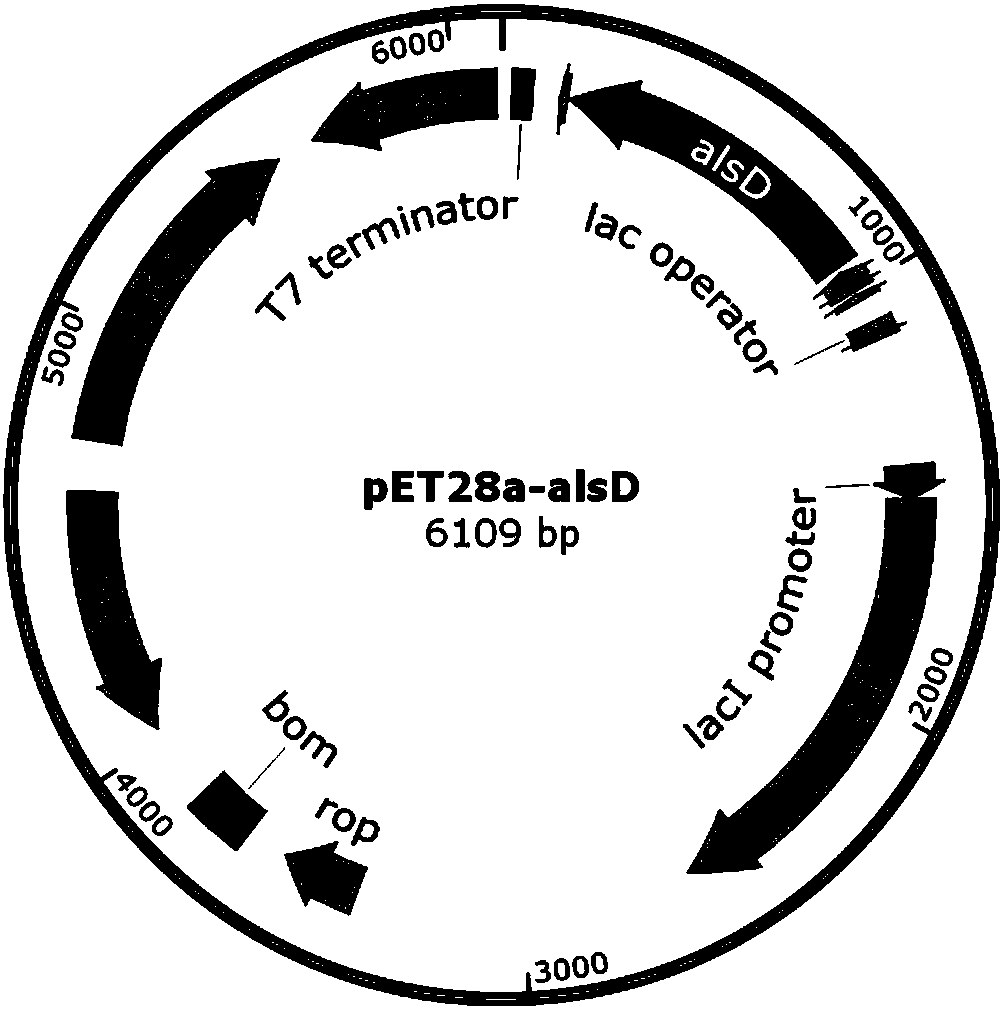 A method for producing d-(-)-acetoin by enzymatic reaction in vitro