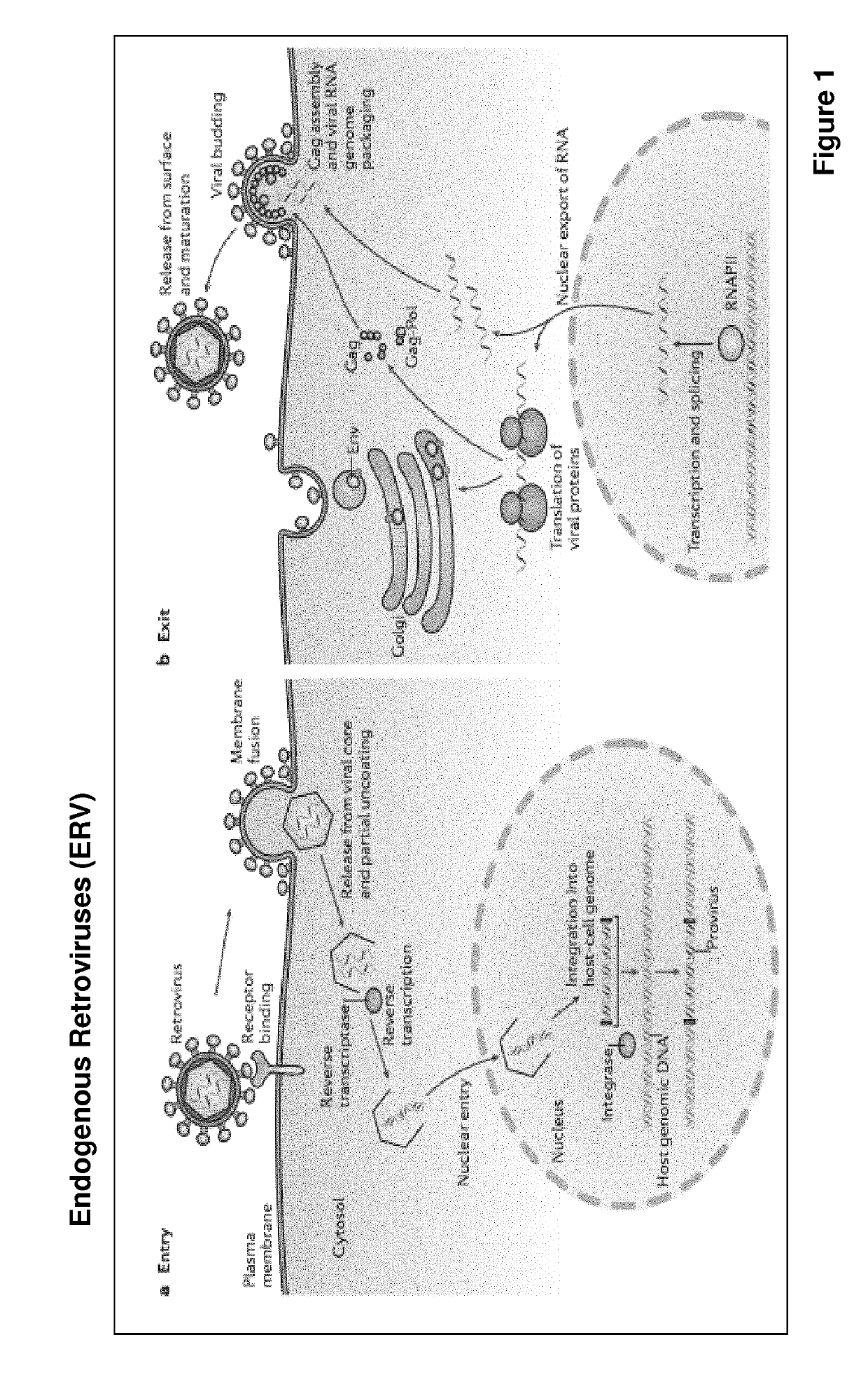 Improved eukaryotic cells for protein manufacturing and methods of making them