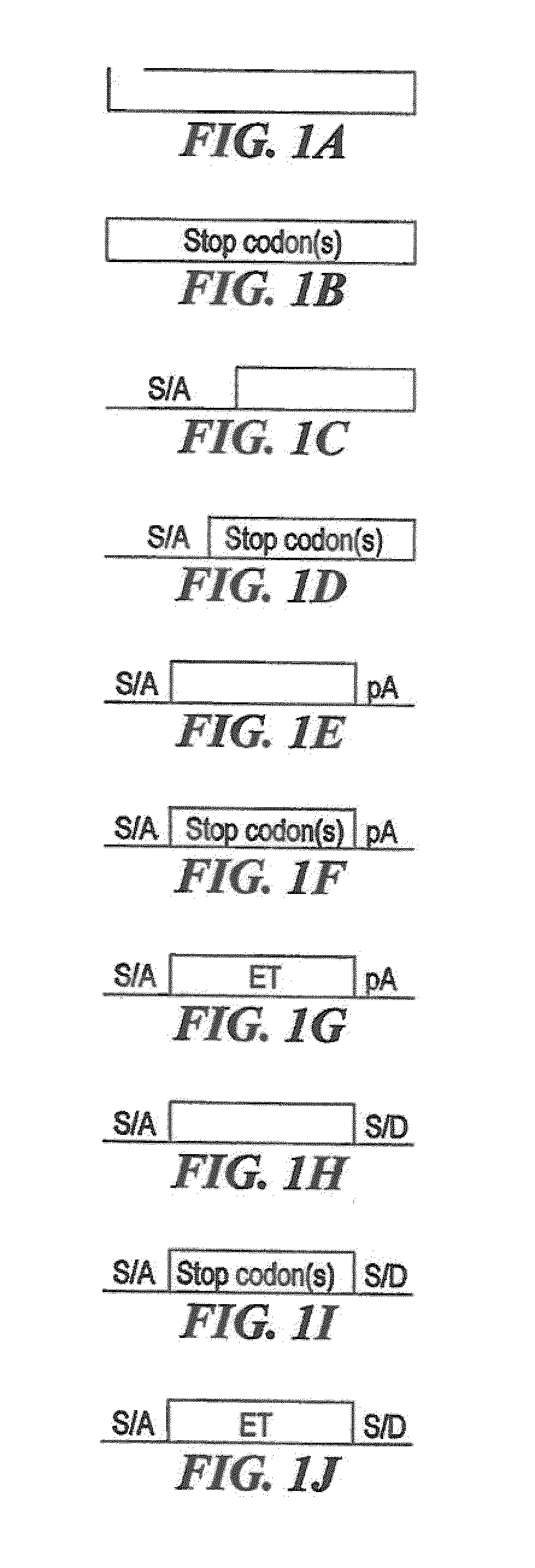 Compositions and Methods for Making Mutations in Cell Lines and Animals