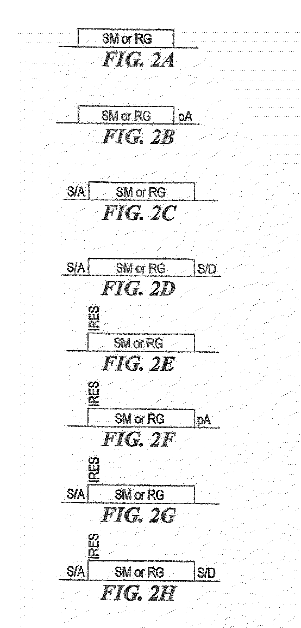 Compositions and Methods for Making Mutations in Cell Lines and Animals