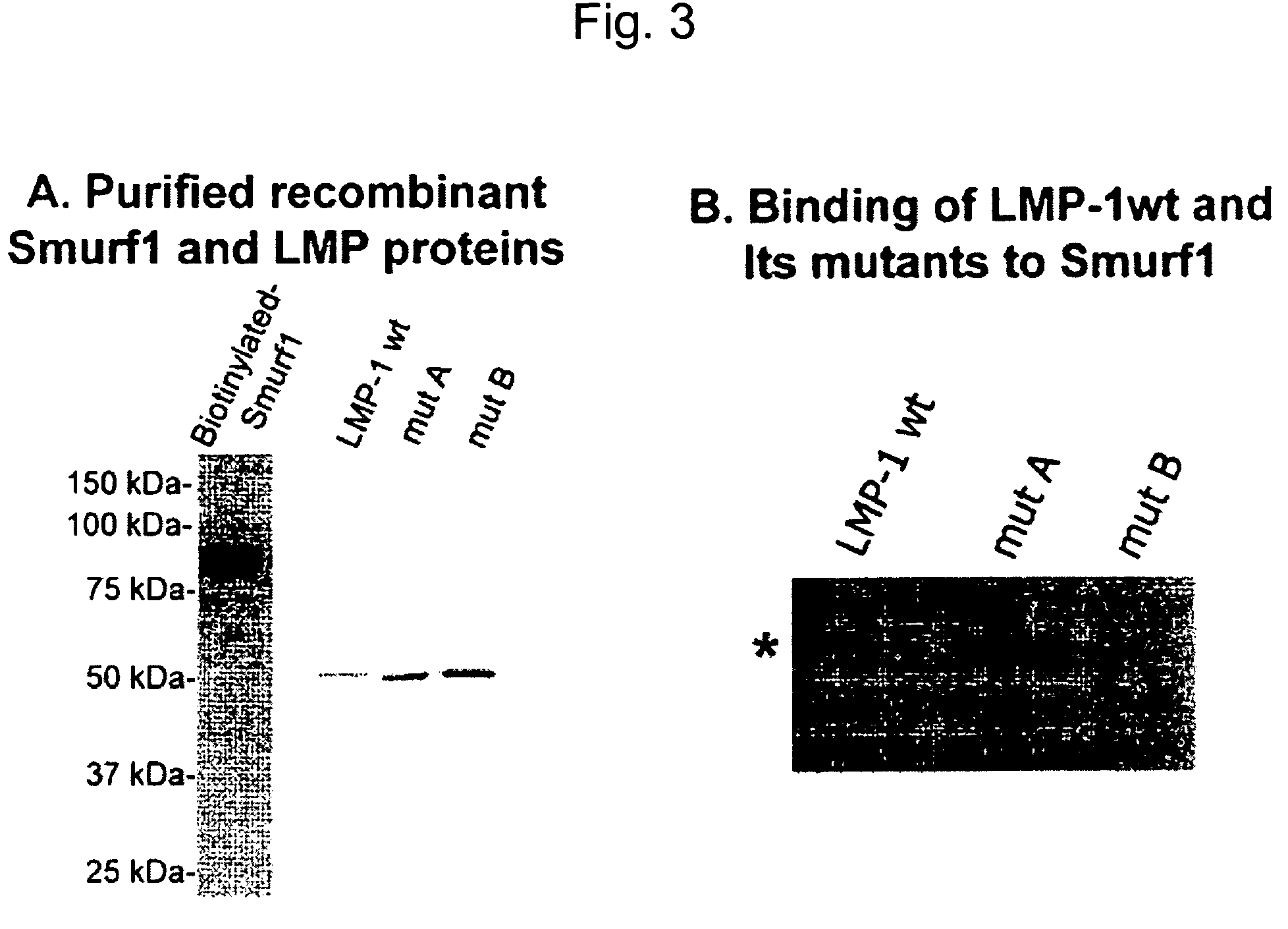 Methods and kits using a molecular interaction between a Smurf-1 WW domain and LIM mineralization protein isoforms