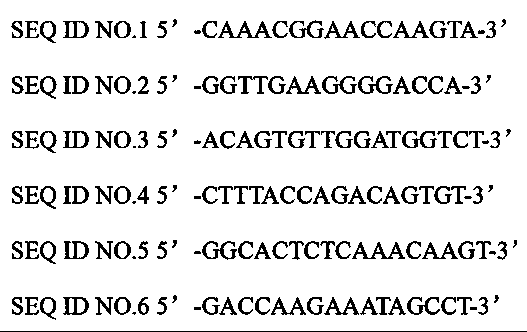 Transcription activator subsample effector nuclease, and coding gene and application thereof