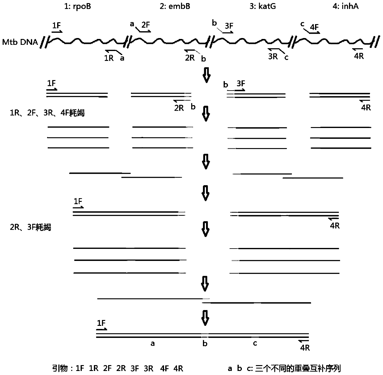 Method for detecting drug resistance of antituberculosis drugs based on overlap-extension PCR
