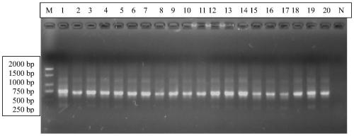 Method for detecting drug resistance of antituberculosis drugs based on overlap-extension PCR