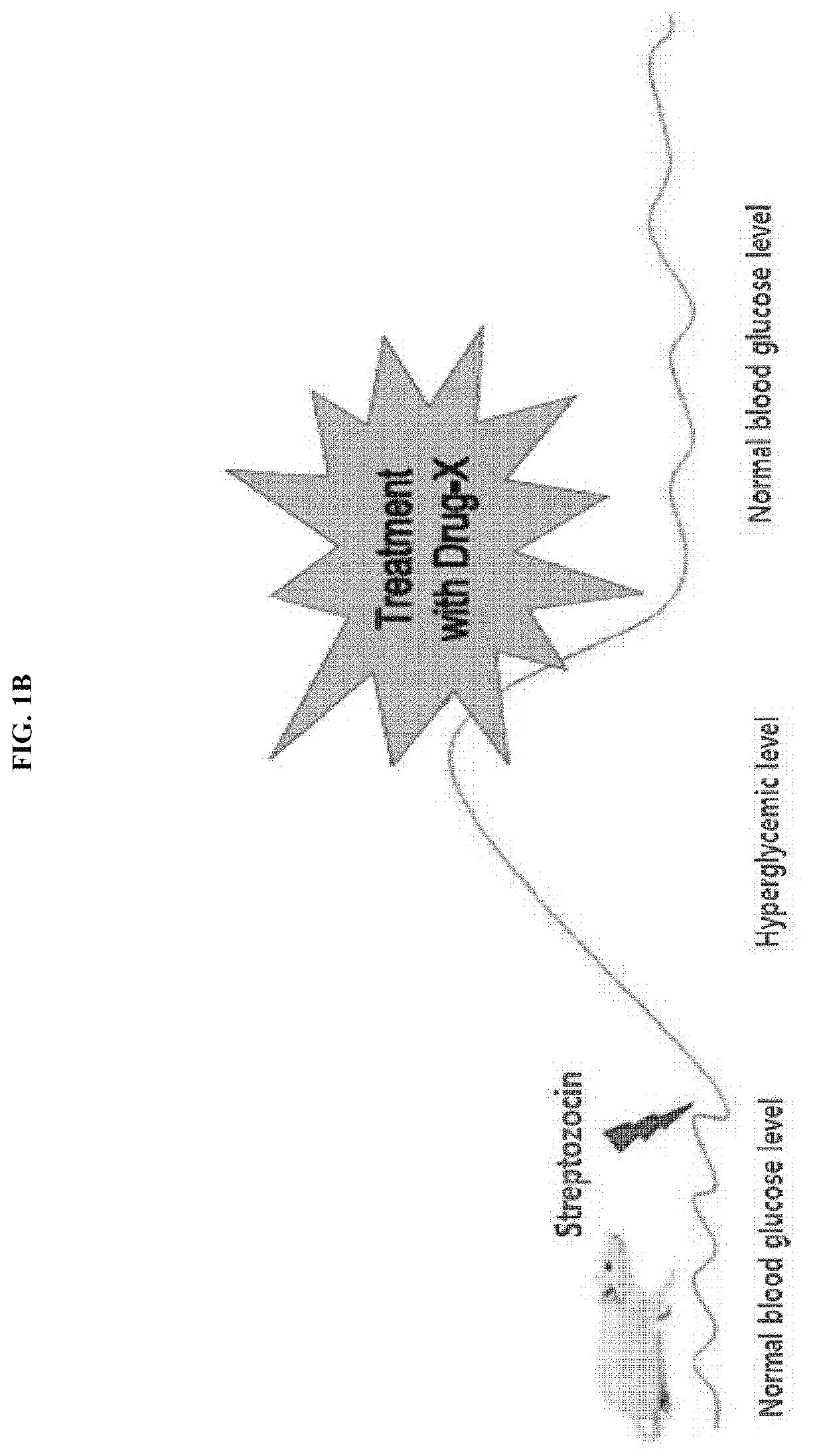 Biomarker SBP1 for early diagnosis of kidney diseases, and use thereof