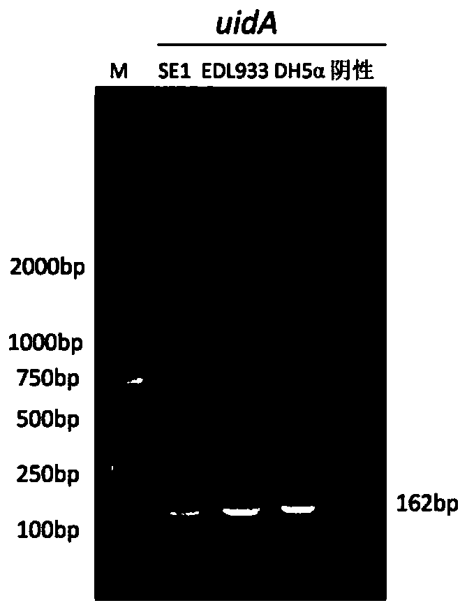 An inert carrier Escherichia coli and its potential application