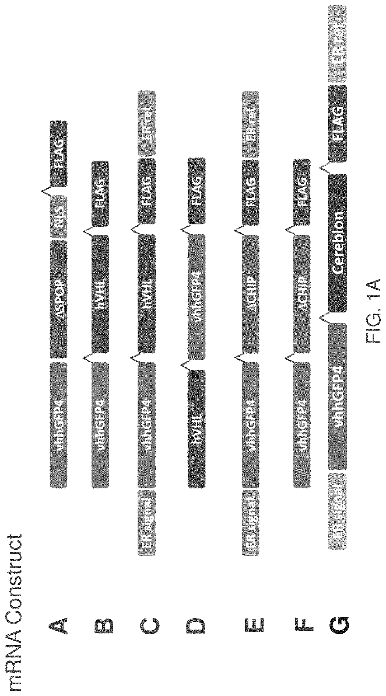 Compositions, methods and uses of messenger RNA