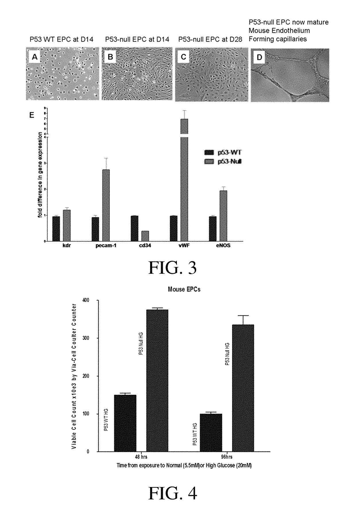 P53 silenced endothelial progenitor cells for diabetes
